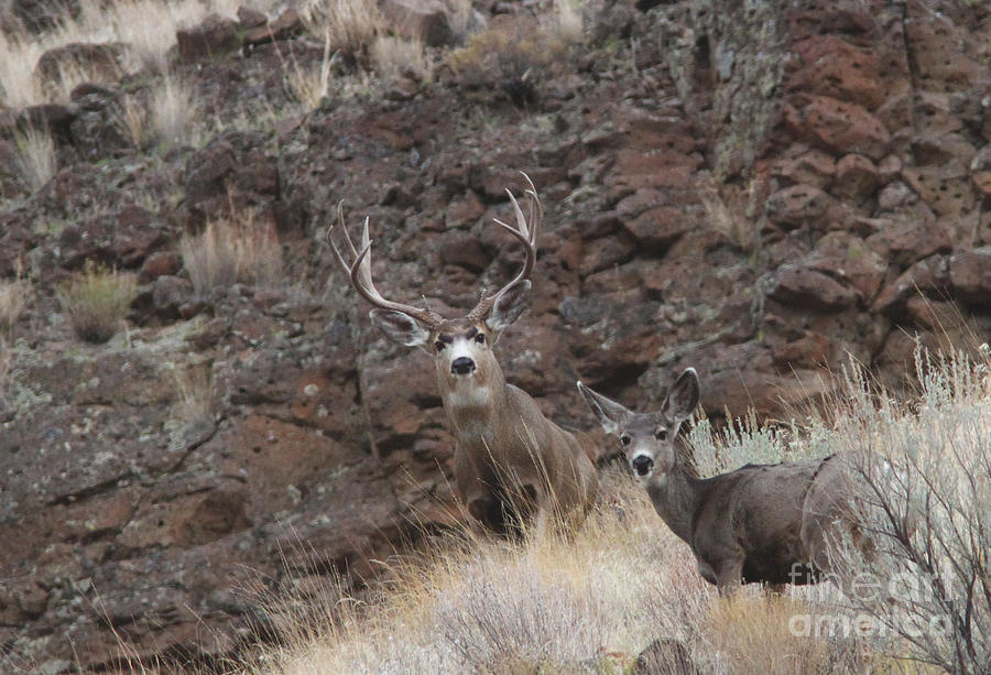 Mule Deer Photograph by Gary Wing - Fine Art America