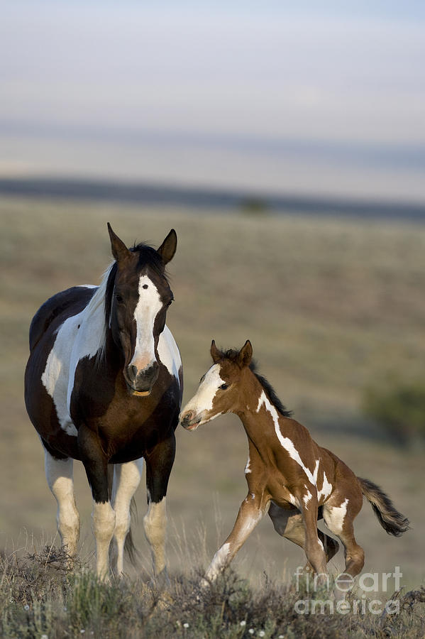 Horse Photograph - Mustang Mare And Foal #13 by Jean-Louis Klein & Marie-Luce Hubert
