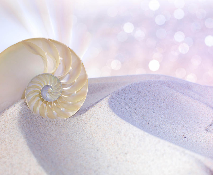 Summer Photograph - Nautilus shell cut #13 by Stela Knezevic