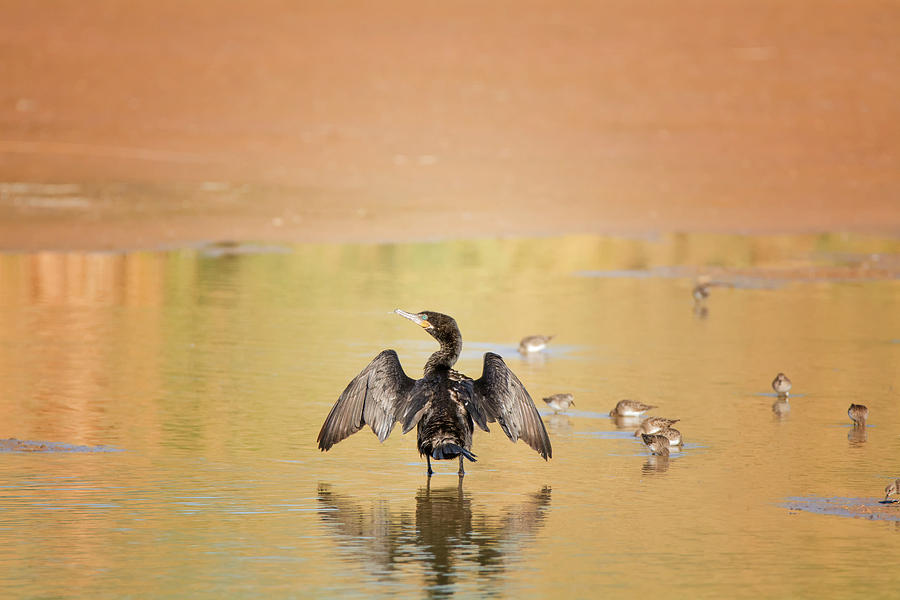 Nature Photograph - Neotropic Cormorant #13 by Tam Ryan