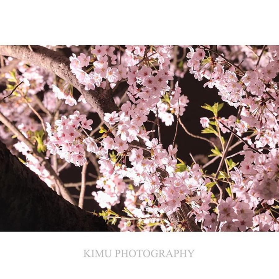 Cherryblossom Photograph - ∵
花見さぶい。
*
#花見 #13 by Hiroki Kimura