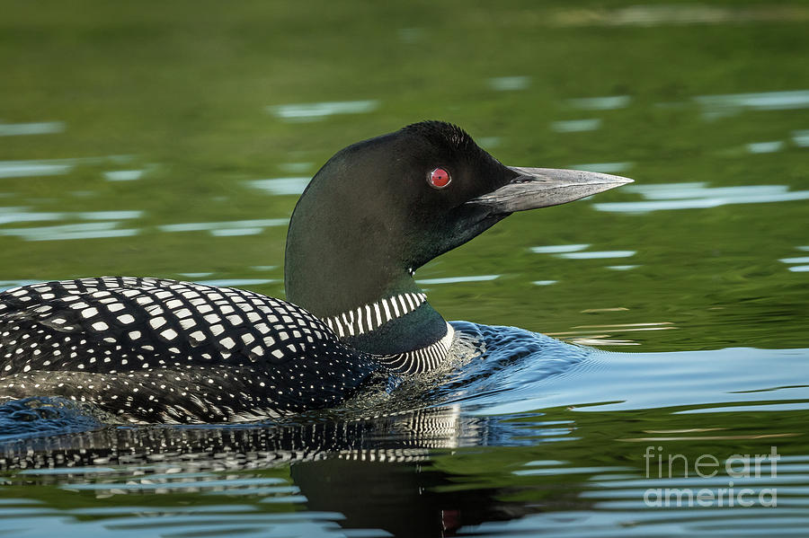 Northern Loon #14 Photograph by Craig Shaknis