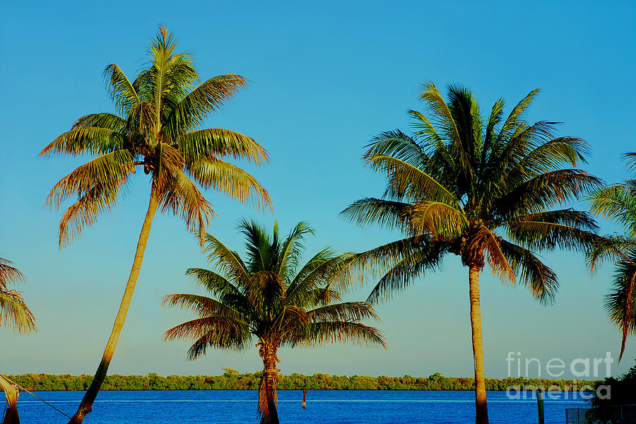 13- Palms In Paradise Photograph by Joseph Keane