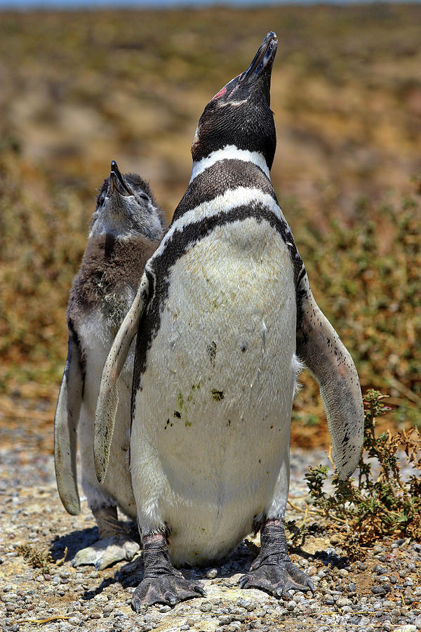Penguins Tombo Reserve Puerto Madryn Argentina #13 Photograph by Paul James Bannerman