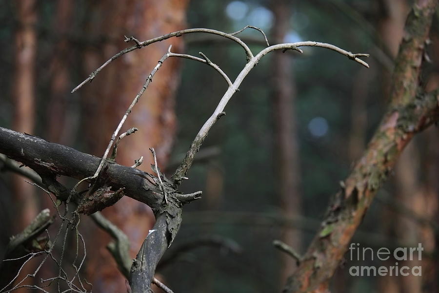 Pine Twigs #13 Photograph by Dariusz Gudowicz