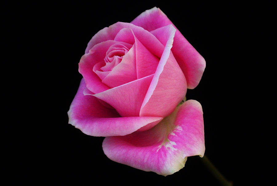 Flower Photograph - Pink Rose #13 by Carol Welsh