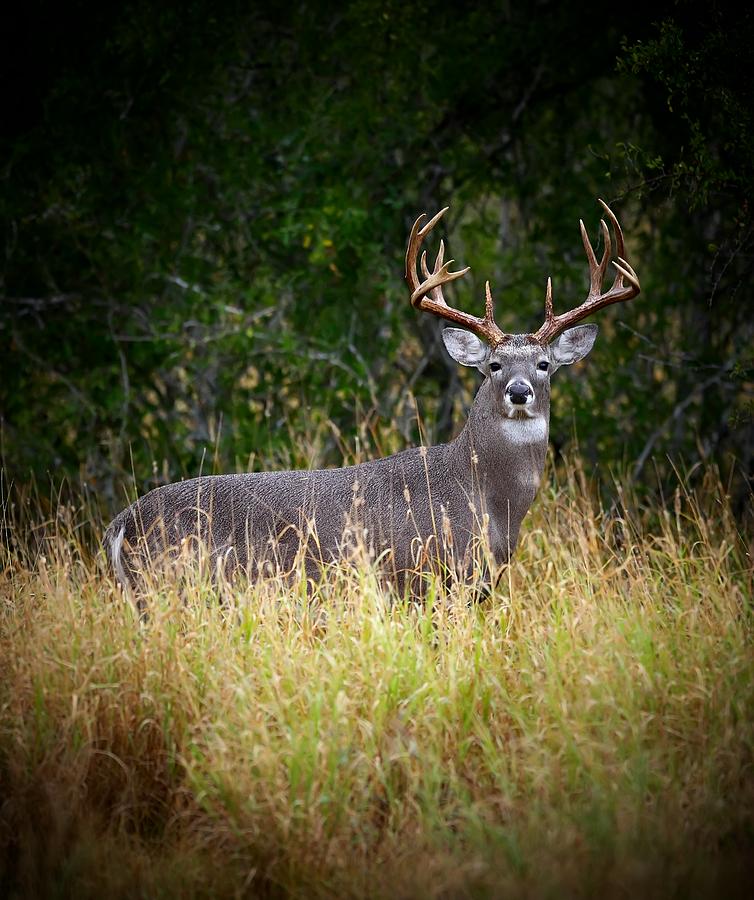 13 point buck meaning