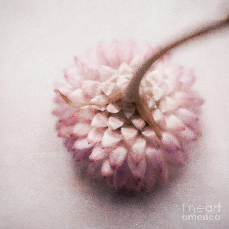 Pastel Cornflower 2 Photograph by Priska Wettstein
