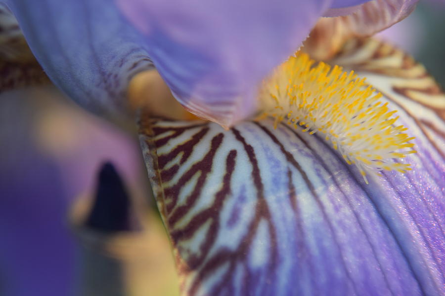 Purple Iris #13 Photograph by Curtis Krusie