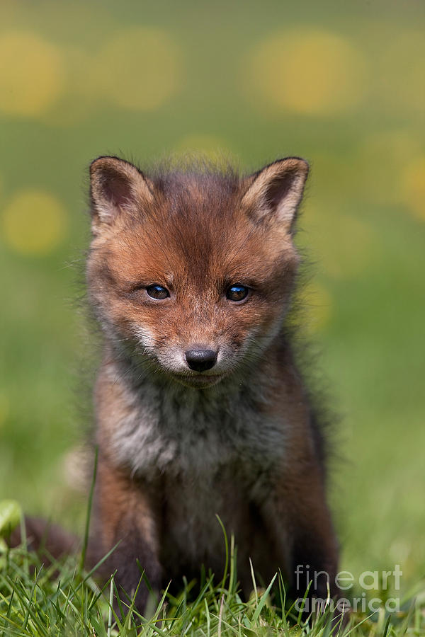 Red Fox Vulpes Vulpes #13 Photograph by Gerard Lacz