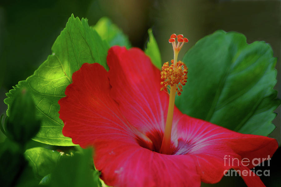 13- Red Hibiscus Photograph by Joseph Keane