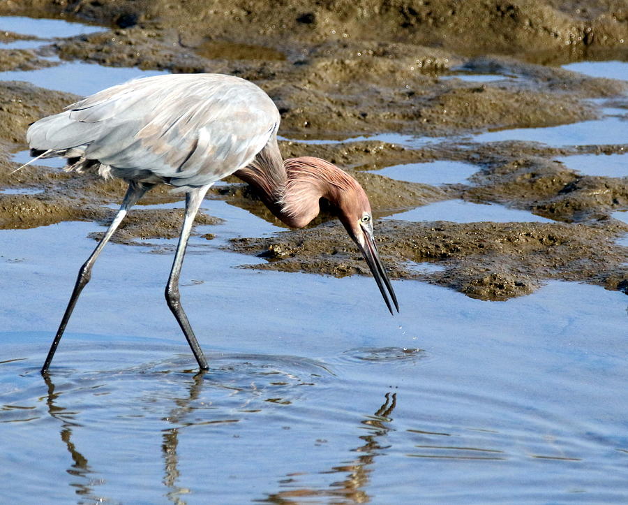 Reddish Egret Photograph by Rob Wallace Images - Fine Art America