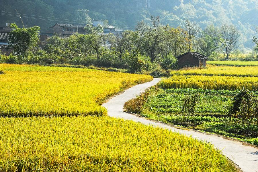 Rice fields scenery in autumn #13 Photograph by Carl Ning
