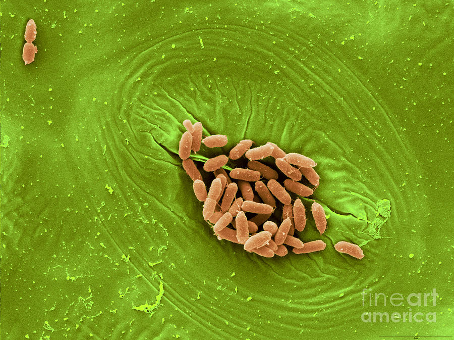 Sem Of E. Coli Bacteria On Lettuce #13 Photograph by Scimat