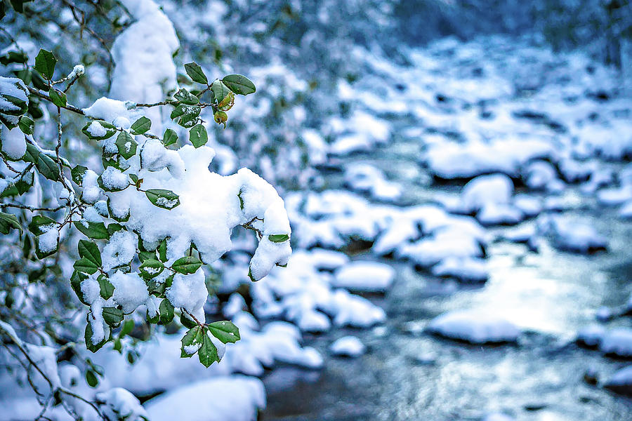 Snow And Ice Covered Mountain Stream #13 Photograph by Alex Grichenko