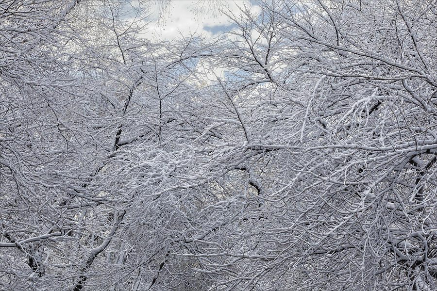 Snow And Trees Photograph