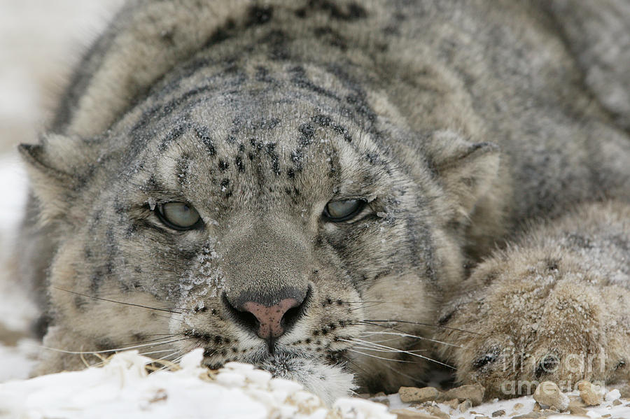 Snow Leopard #13 Photograph by Jean-Louis Klein & Marie-Luce Hubert