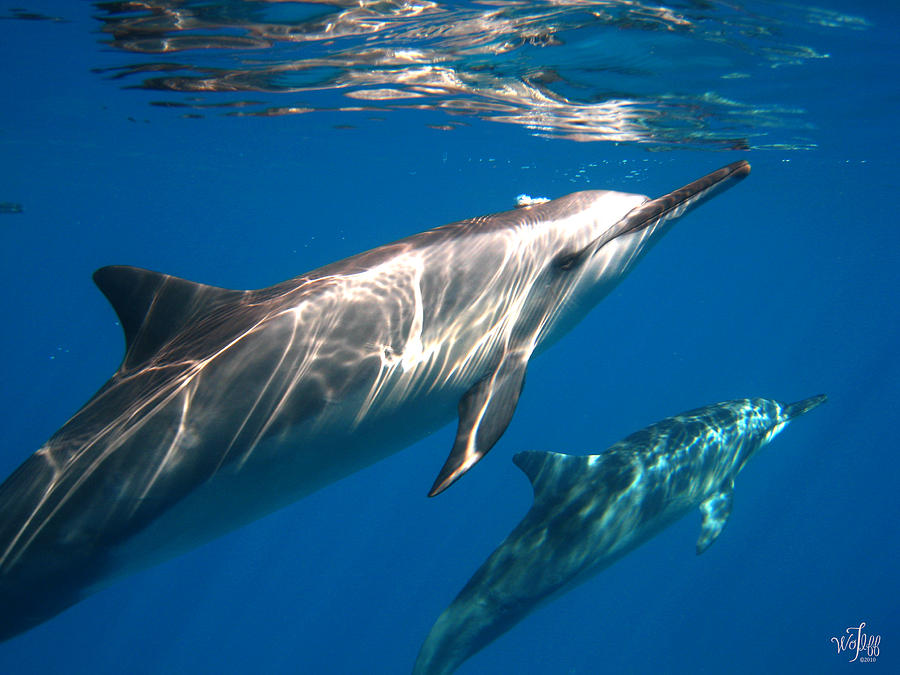 Spinner Dolphins Photograph by Thea Wolff - Fine Art America