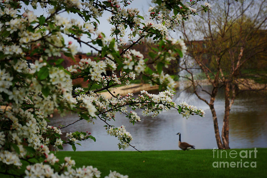 Spring Landscape #13 Photograph by Celestial Images