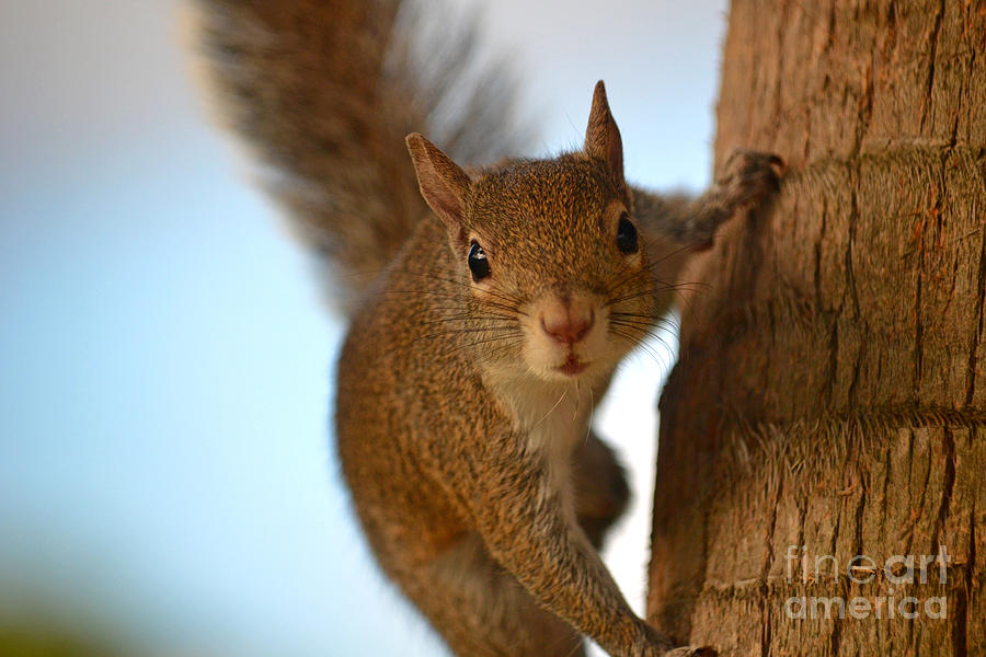 13- Squirrel Photograph by Joseph Keane 13- Squirrel Photograph by Joseph Keane