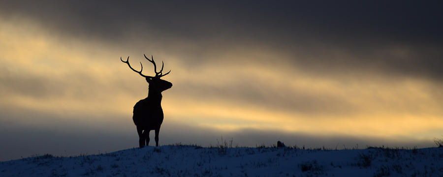 Stag Silhouette #13 Photograph by Gavin MacRae