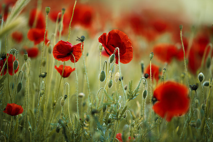 Poppy Photograph - Summer Poppy Meadow #13 by Nailia Schwarz