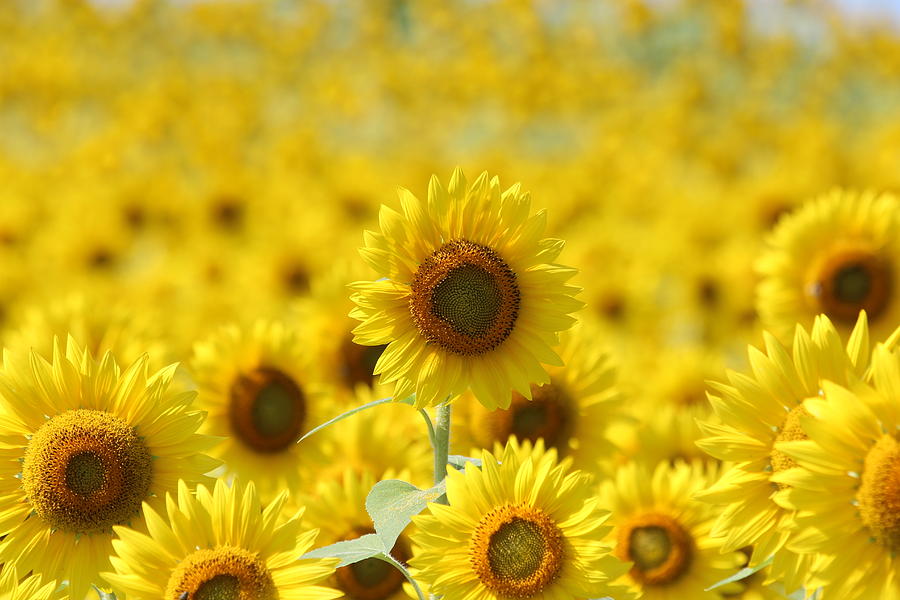 Sunflower #13 Photograph by Donn Ingemie