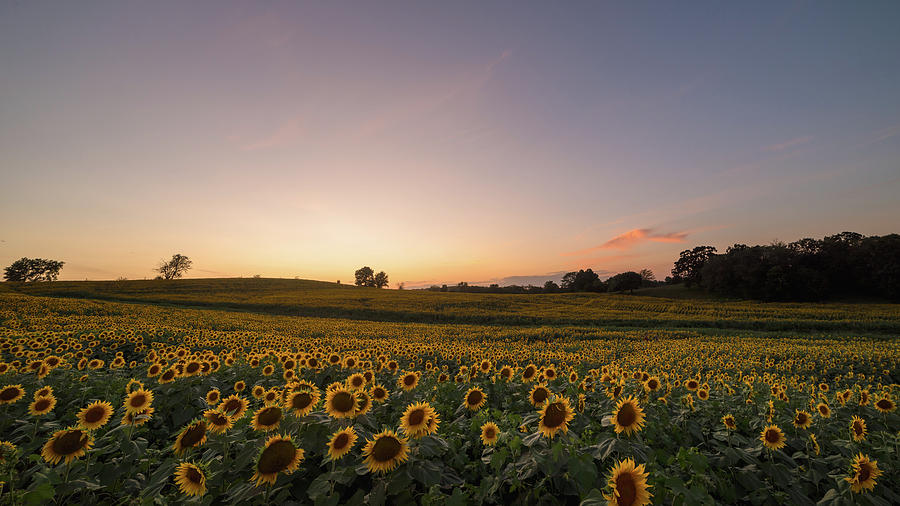 Sunflower Sunset #13 Photograph by Ryan Heffron