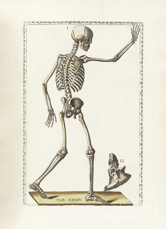 Skeleton Digital Art - The Science Of Human Anatomy #13 by National Library of Medicine