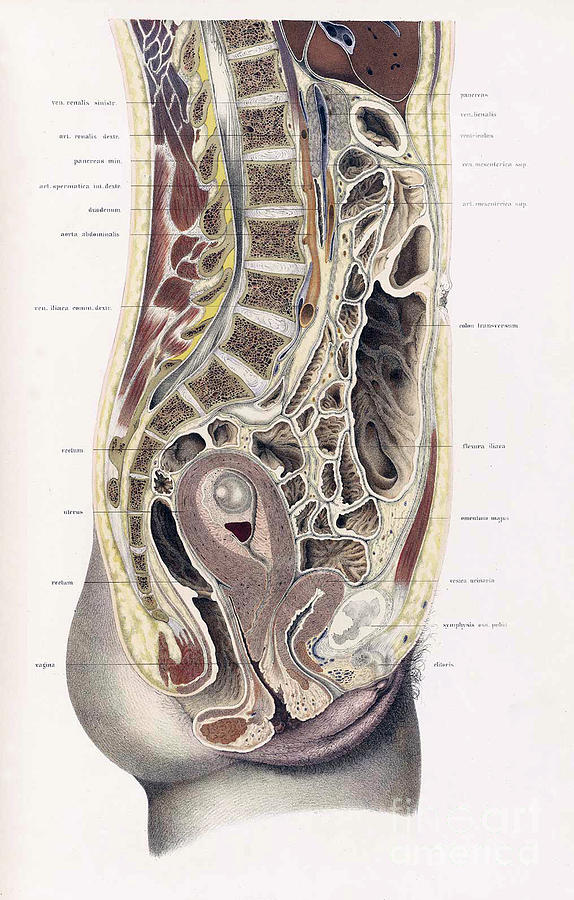 Topographisch-anatomischer, Braune, 1872 #13 Photograph by Science Source