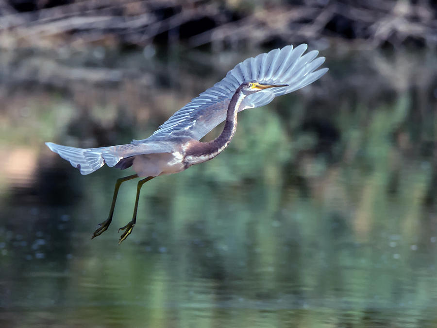 Tricolored Heron #13 Photograph by Tam Ryan