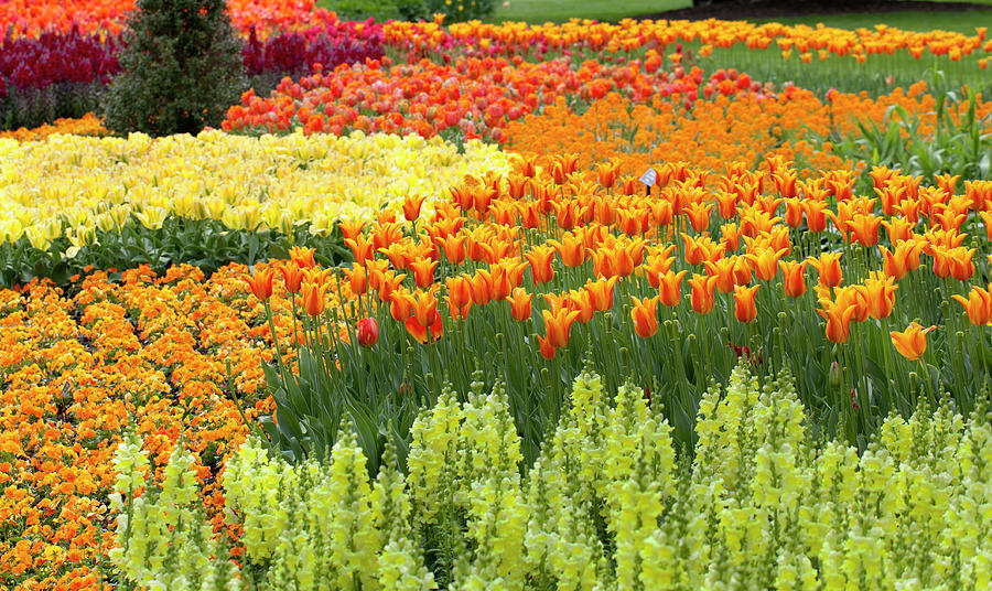 Tulip Garden #13 Photograph by Anthony Totah