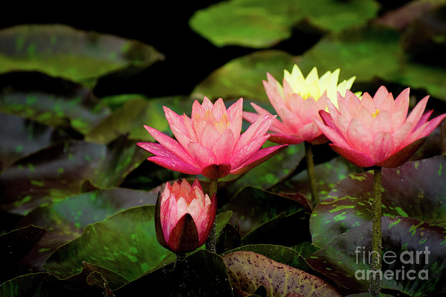 Water Lilies and Lily pads #13 Photograph by Amy Cicconi