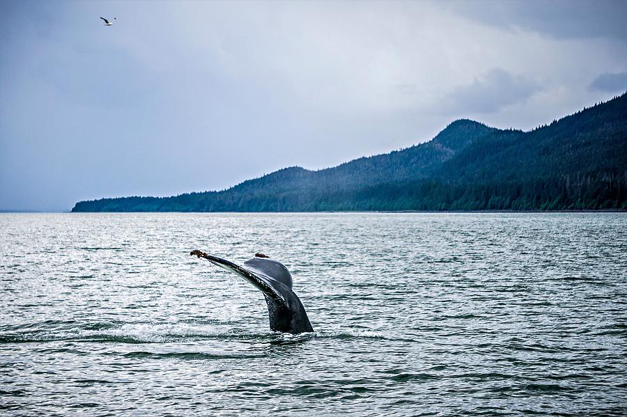 Whale Watching On Favorite Channel Alaska #13 Photograph by Alex Grichenko