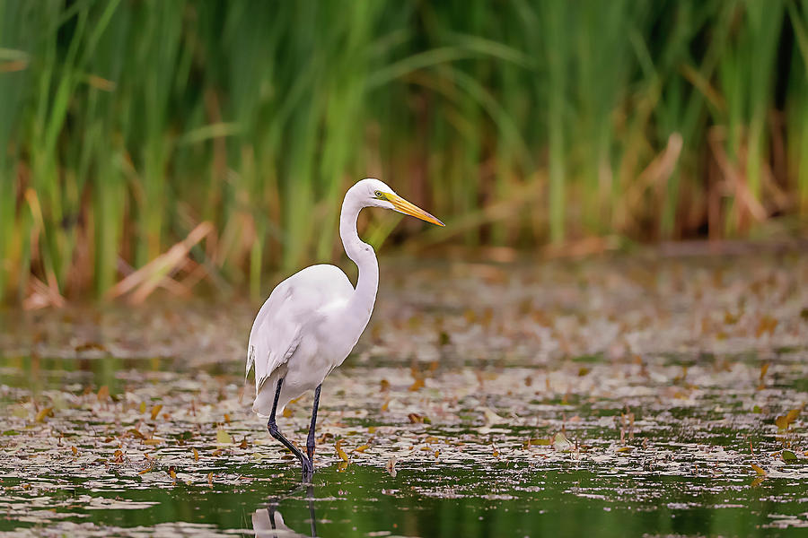 White, Great Egret #13 Photograph by Peter Lakomy