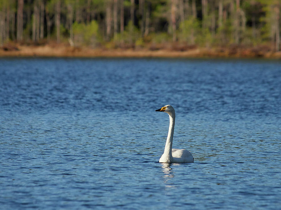 Whooper Swans #13 Photograph by Jouko Lehto