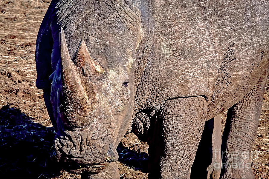 1301 Rhino Photograph by Steve Sturgill