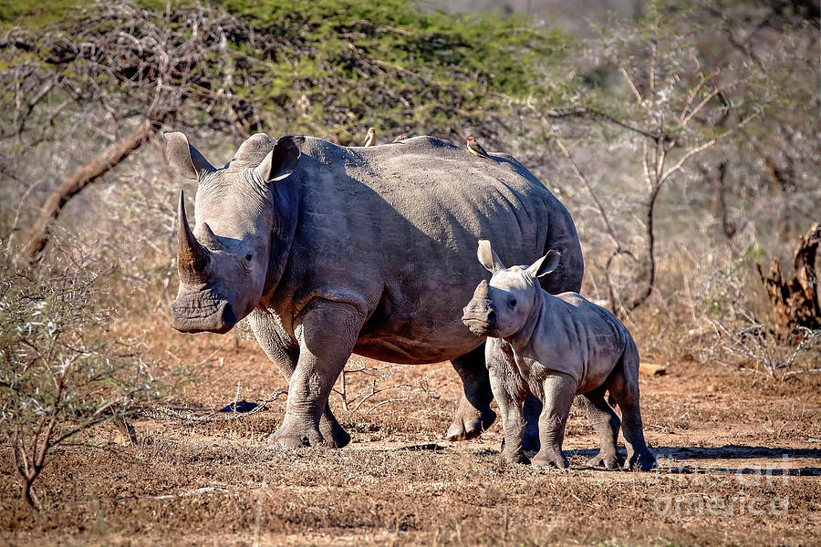 1302 Rhino and Calf Photograph by Steve Sturgill