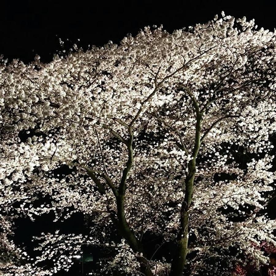 Spring Photograph - Instagram Photo #131482143232 by Raimu Goto