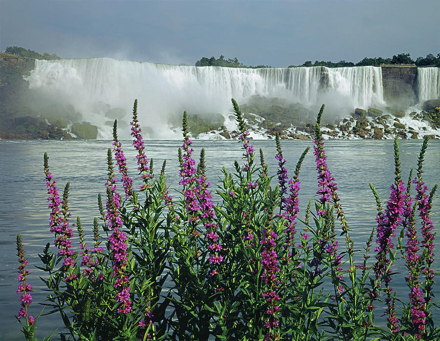 131T18 Niagara Falls with Wildflowers Photograph by Ed Cooper Photography
