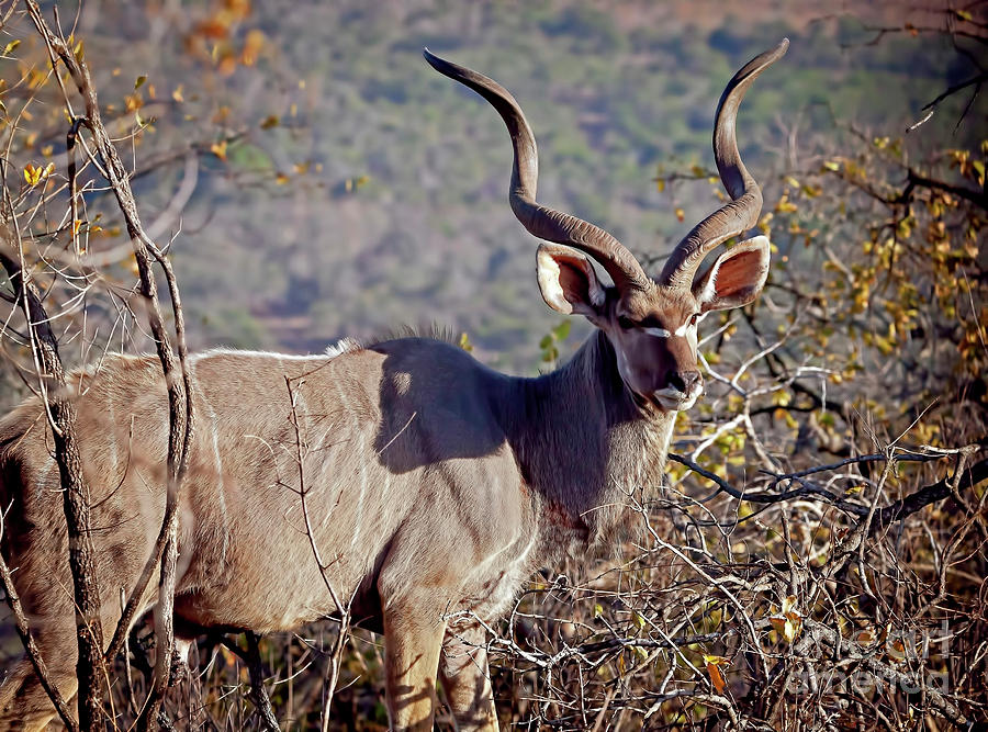1328 Kudu Photograph by Steve Sturgill