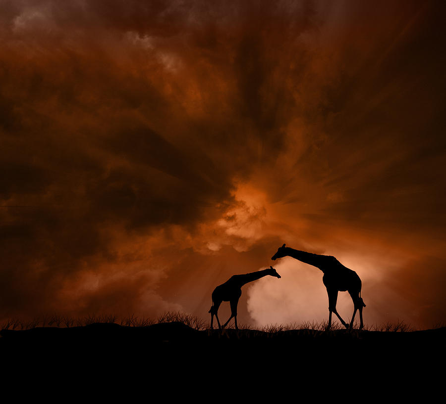 133 Photograph by Peter Holme III