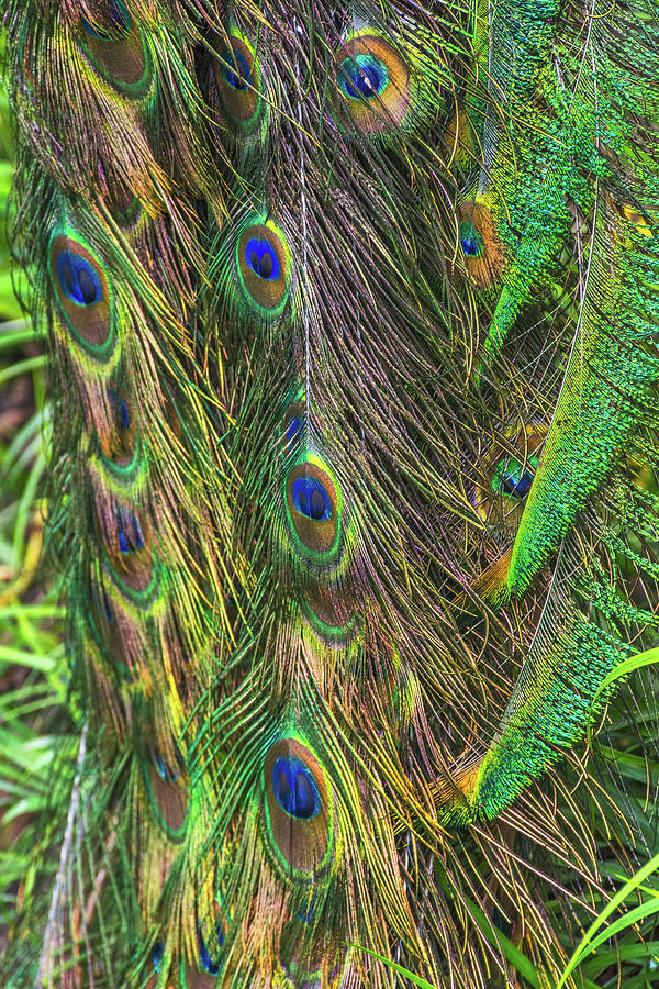 1340- Peacock Photograph