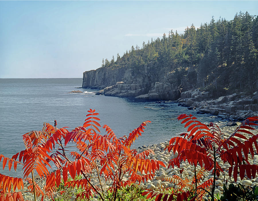 136211 Otter Cliffs in Maine  Photograph by Ed  Cooper Photography