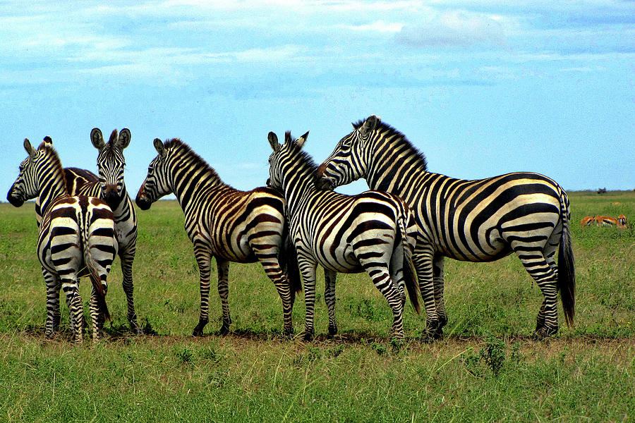 Tanzania #139 Photograph by Paul James Bannerman