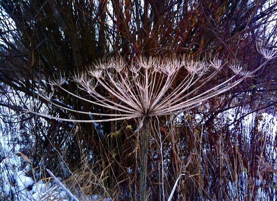Nature Photograph - A Moment Of My Life by Sara Efazat Nature Photograph - A Moment Of My Life by Sara Efazat