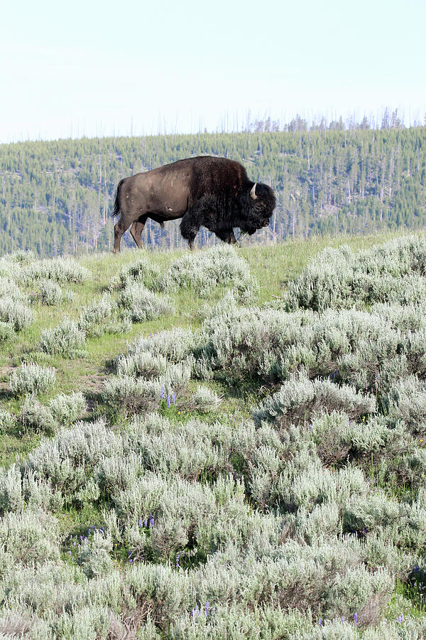 American Bison Yellowstone USA #14 Photograph by Bob Savage