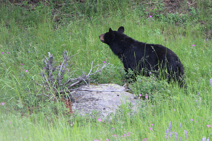 American Black Bear Yellowstone USA #14 Photograph by Bob Savage