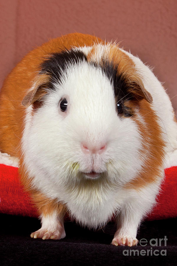 American Guinea Pigs - Cavia porcellus #14 Photograph by Anthony Totah