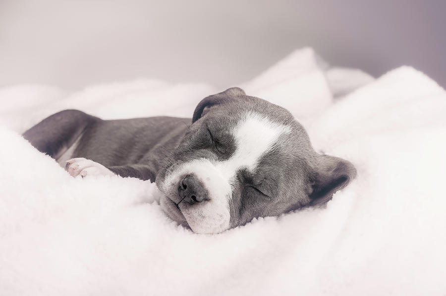 American Pitbull Puppy #14 Photograph by Peter Lakomy